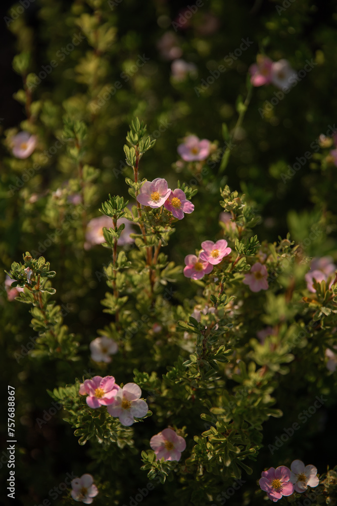 Obraz premium Flowering bush with pink flowers on a sunny day in the garden. Ontario, Canada.