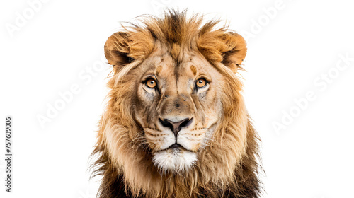 Lion transparent background image © Jing