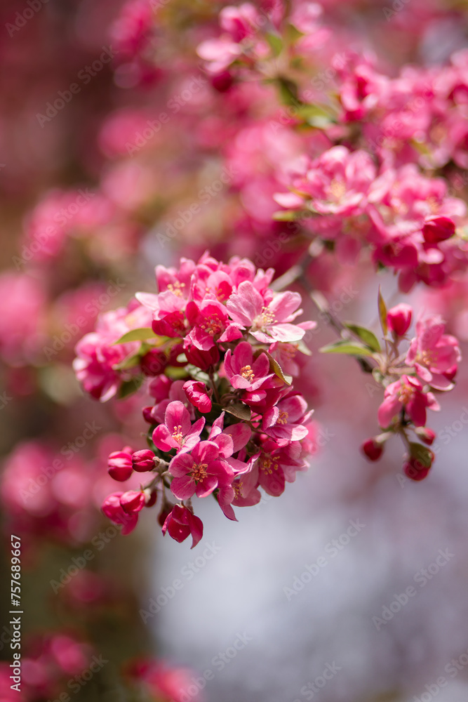 Pink flowers of an apple tree in spring. Shallow depth of field.
