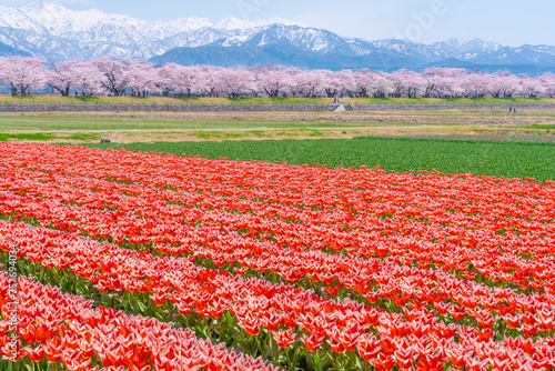 Wallpaper Mural 春の四重奏 Torontodigital.ca