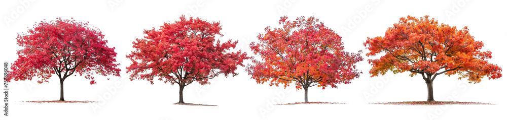 tree png Maple Tree Silhouette Isolated on Transparent Background, Symbolizing Autumnal Splendor tree png Maple Tree Silhouette Isolated on Transparent Background, Symbolizing Autumnal Splendor