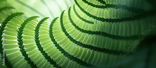 A macro photograph showcasing the intricate spiral pattern on a green fern leaf  a terrestrial plant with stunning symmetry in nature  attracting terrestrial animals and wildlife