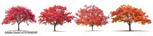 tree png Maple Tree Silhouette Isolated on Transparent Background, Symbolizing Autumnal Splendor