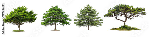 tree png Isolated Cedar Tree on transparent Background, Exuding Natural Beauty and Serenity
