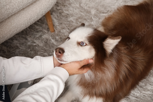 Human hand petting brown an...