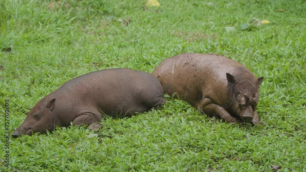 Indonesian deer boar sunbathing on the grass Indonesian deer boar sunbathing on the grass