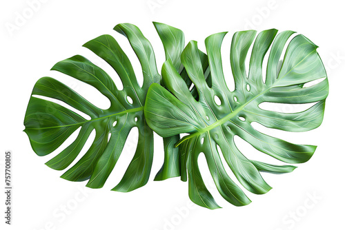 Fresh Green Leaf in Isolated on a Background