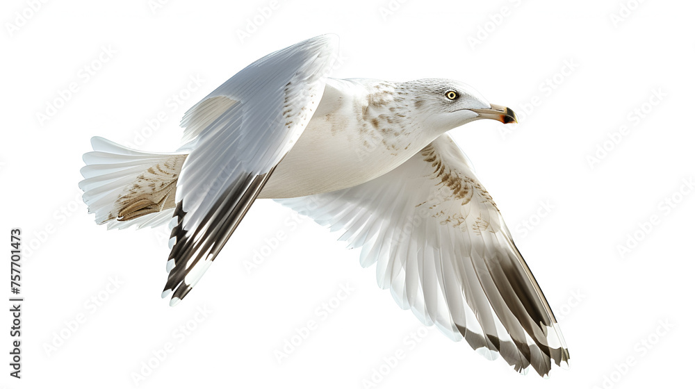 Seagull isolated on white background side view. generative ai
