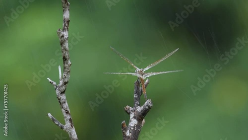 Wallpaper Mural Red Australian Common glider Dragonfly -Trapezostigma loewii- perched struggling in windy rainy weather green background Torontodigital.ca