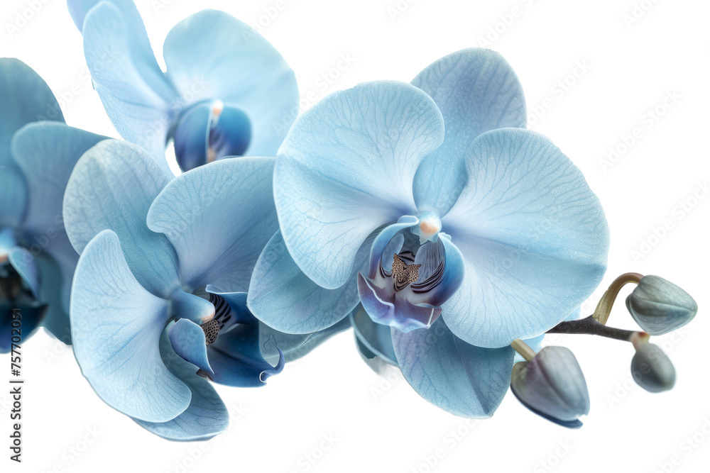 Cyan color orchid isolated on transparent background With clipping path