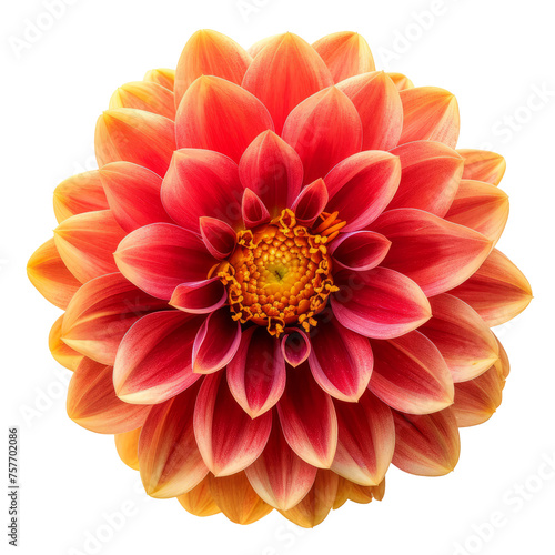 dahlia flower red-yellow. isolated on transparent background With clipping path.3d render. Close-up. Nature