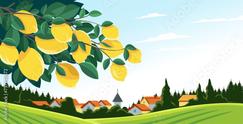 view of a lemon plantation with spreading branches, in a rural background 