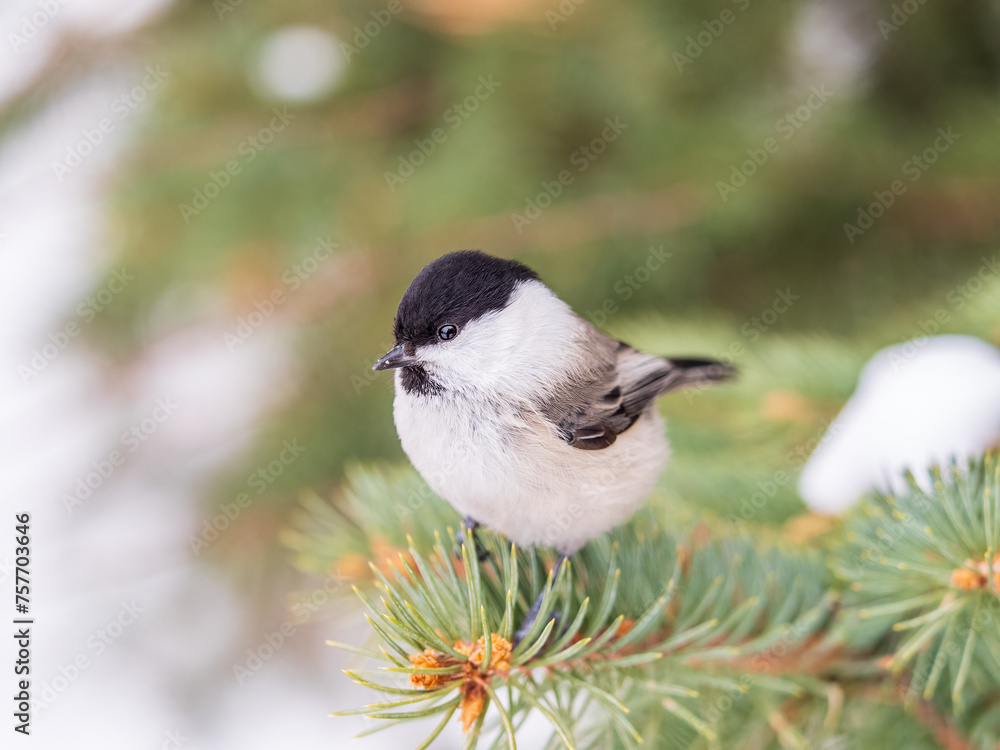 Cute bird the willow tit, song bird sitting on the fir branch Cute bird the willow tit, song bird sitting on the fir branch