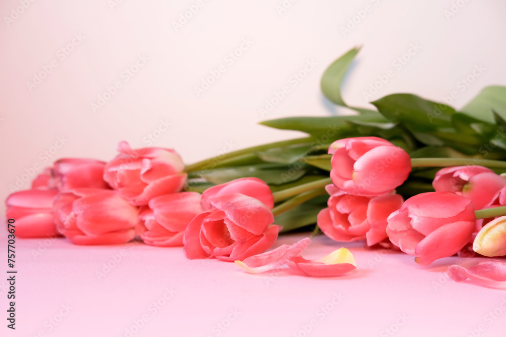 Bouquet of pink tulips on pink background, top view. Mother's Day, Valentine's Day. Birthday celebration concept. Greeting card