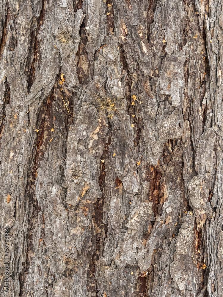 The bark of an old tree. Larch bark. The bark of an old tree. Larch bark.