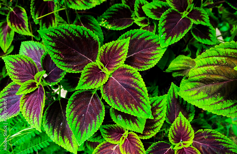Plant with green leaves mixed with purple.