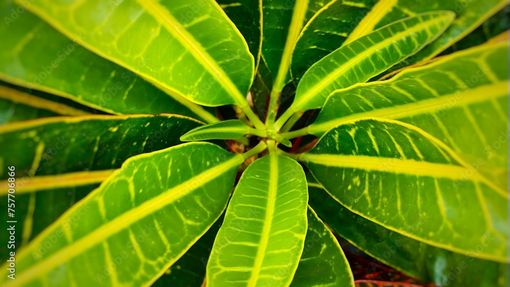 Codiaeum variegatum Codiaeum variegatum