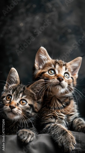 Background for mobile phone with cats photo