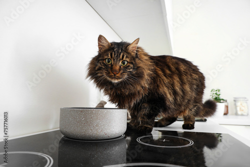 Fluffy cat near cooking pot on stove in kitchen