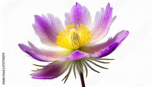 Pulsatilla - Pasque flower (or pasqueflower), wind flower, prairie crocus, Easter flower, and meadow anemone. Early spring flower often to be seen in combination with snow