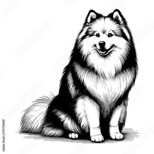 American Eskimo dog sitting. Hand Drawn Pen and Ink. Vector Isolated in White. Engraving vintage style illustration for print, tattoo, t-shirt	