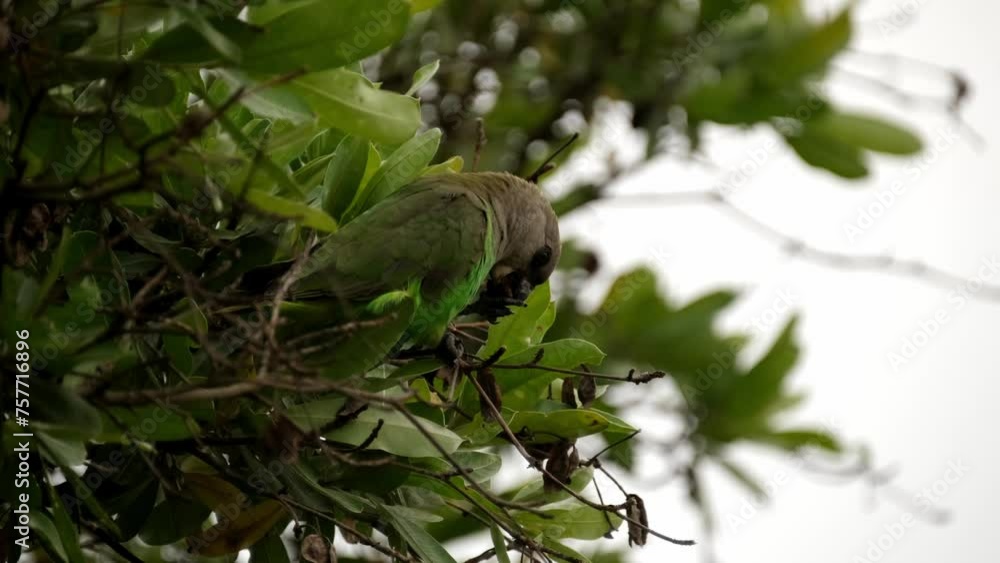 Brown Headed parrot eating seeds in a tree Brown Headed parrot eating seeds in a tree