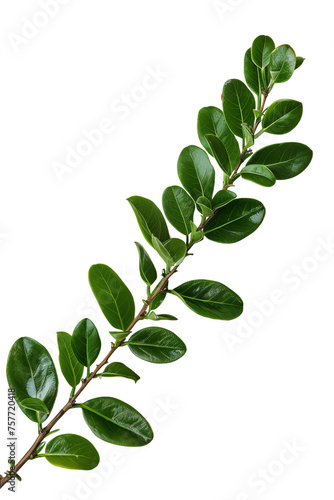 Green boxwood branch on transparent background