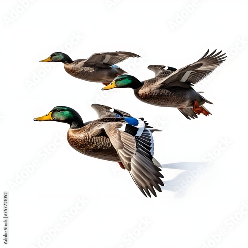 ducks isolated on white background, three ducks flying