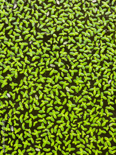 green leaves background