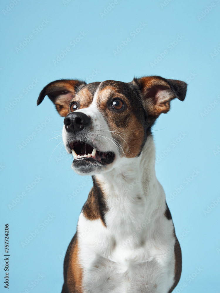 A spirited mixed breed dog leaps up, its eyes and mouth wide open in anticipation of a treat against a serene blue studio setting A spirited mixed breed dog leaps up, its eyes and mouth wide open in anticipation of a treat against a serene blue studio setting