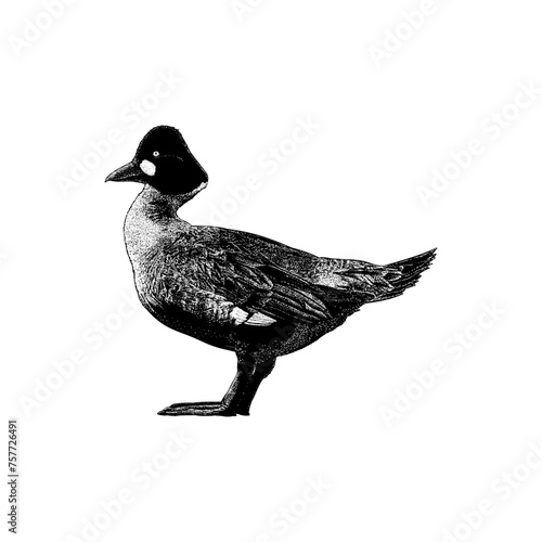 Diving Duck hand drawing vector isolated on background.