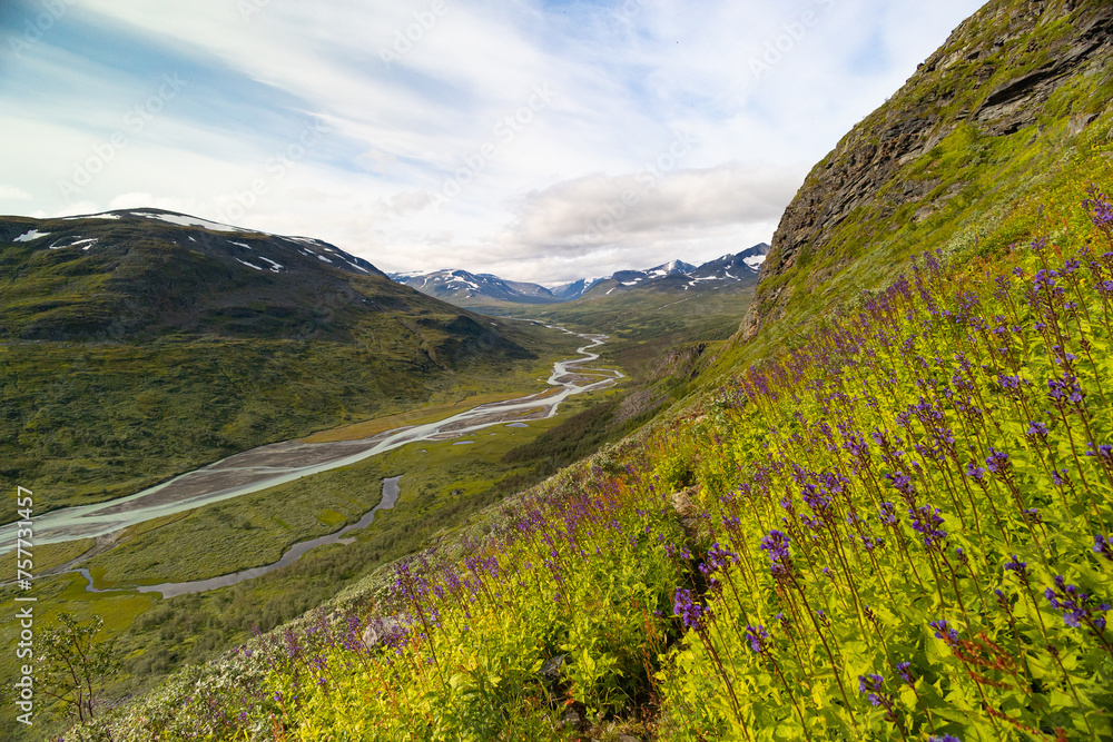 Fototapeta premium A beautiful Rapa river landscape from above with native flowers blooming on the hillside. Summer landscape of Sarek National Park, Sweden. Mountain river in Northern Europe.