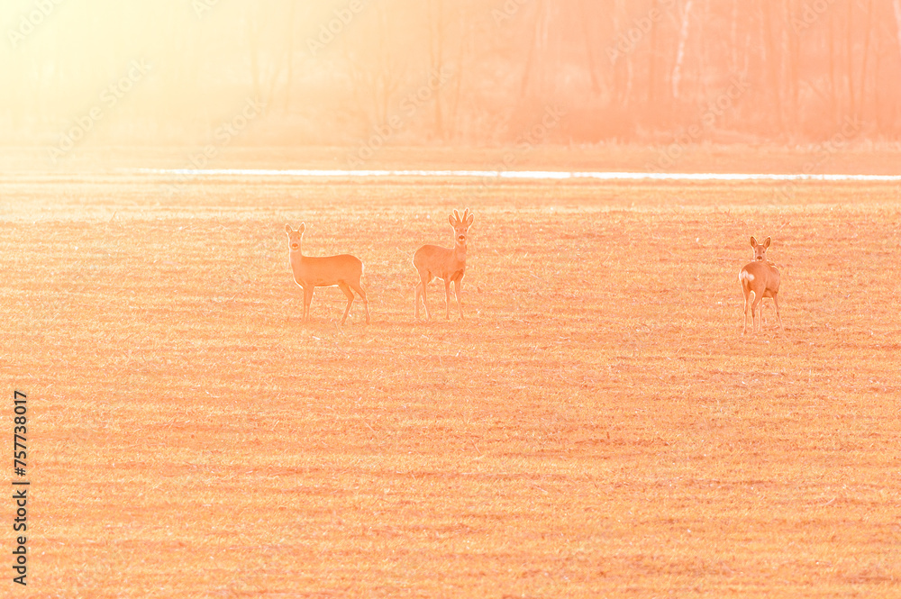 Fototapeta premium stado saren w złotym blasku zachodzącego słońca na polach
