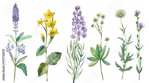 A set of watercolor drawings depicting herbs and flowers in modern format