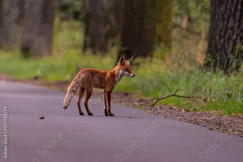Obraz lis stoi na drodze asfaltowej