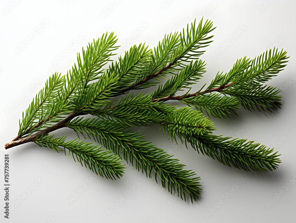 Obraz premium Close Up of Detailed Fir Branch Isolated on White Background. Pine Branch
