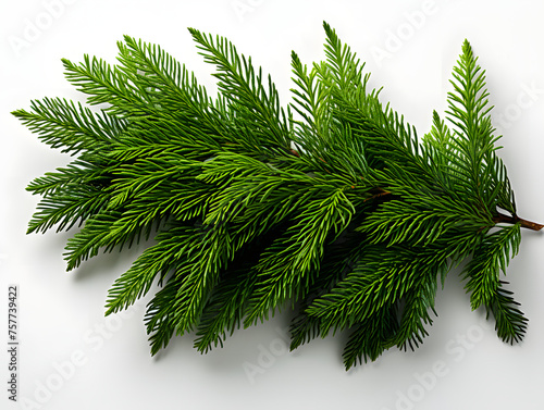 Close Up of Detailed Fir Branch Isolated on White Background. Pine Branch