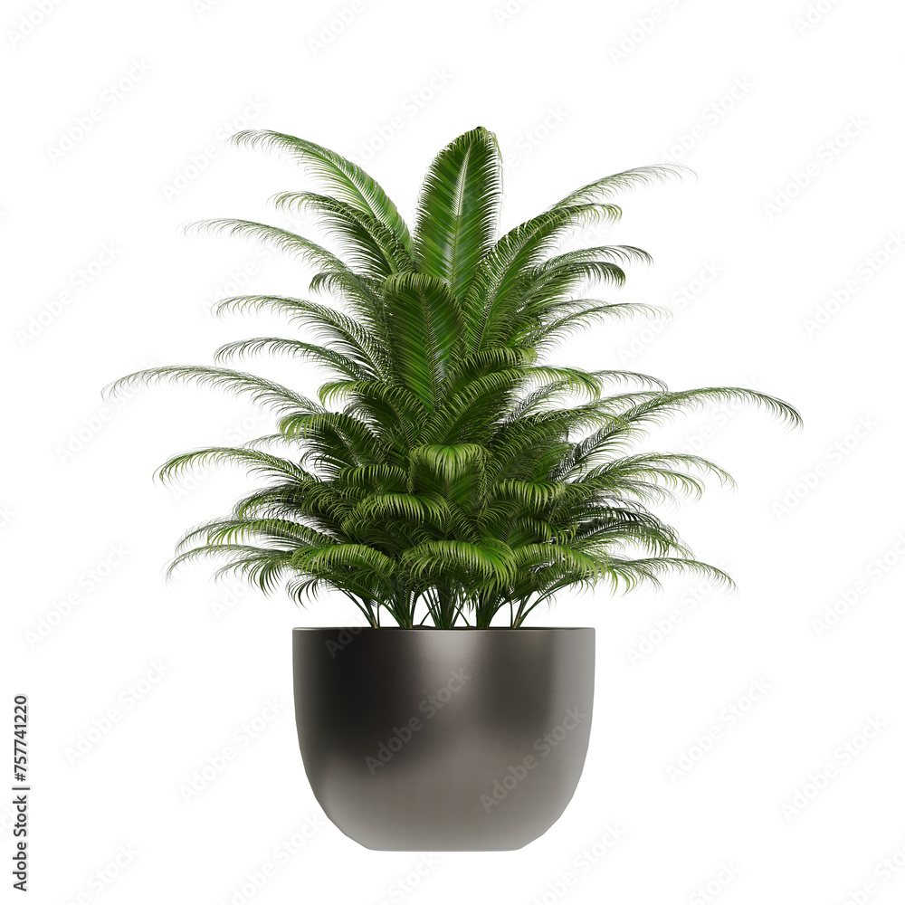 Potted plants isolated on white background Potted plants isolated on white background