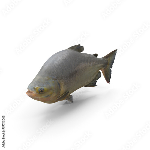 Tambaqui Fish photo