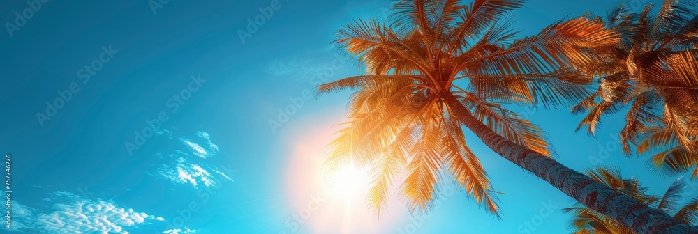 Coconut Palm Tree Blue Sky Background, Background Banner HD