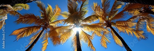Coconut Palm Tree Blue Sky Background, Background Banner HD © Alex Cuong