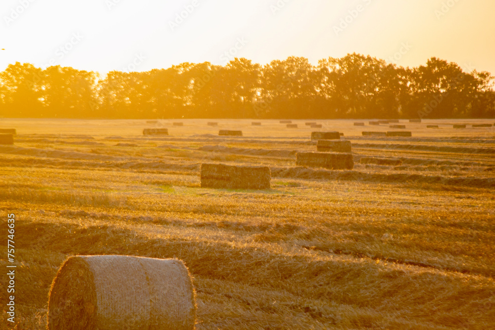 Round and square bales of pressed dry wheat straw on field after harvest. Summer sunny sunset dawn. Field bales of pressed wheat. Agro industrial harvesting works. Agriculture agrarian landscape