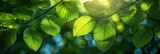 Green Leaves Natural Background, Background Banner HD