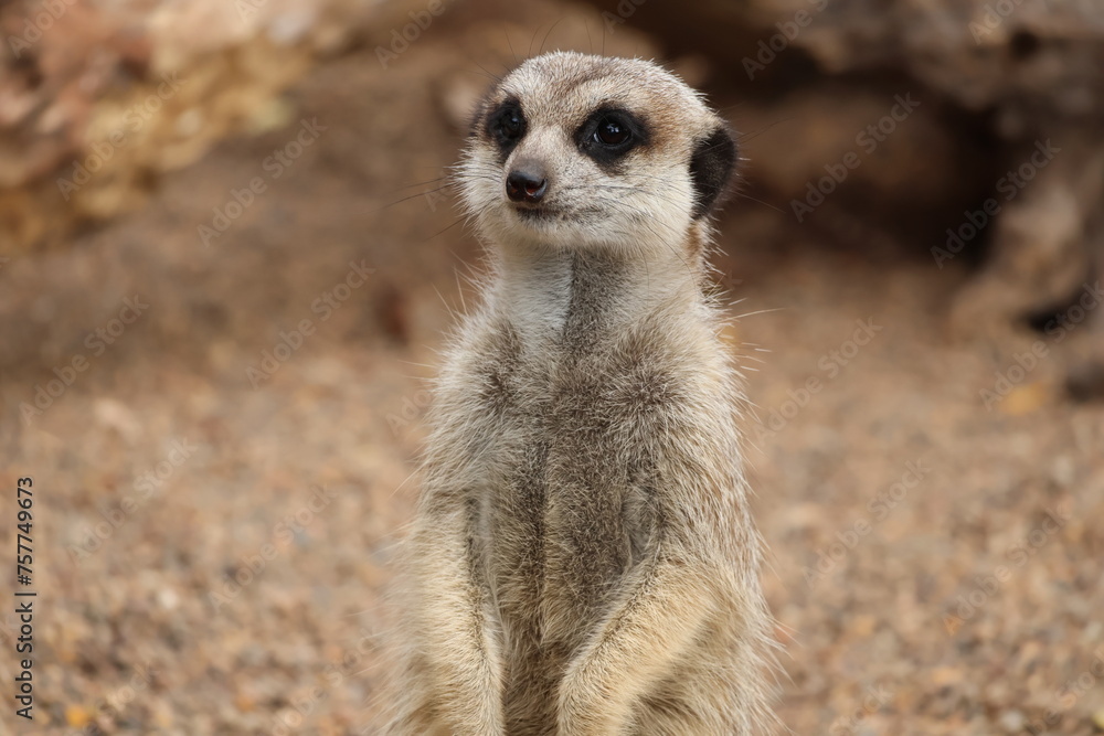 meerkat on the lookout meerkat on the lookout