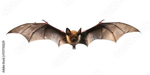  Flying bat isolated on transparent a white background
