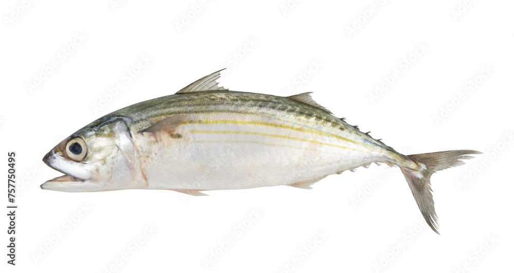 Indian mackerel isolated on white background, Rastrelliger kanagurta.	