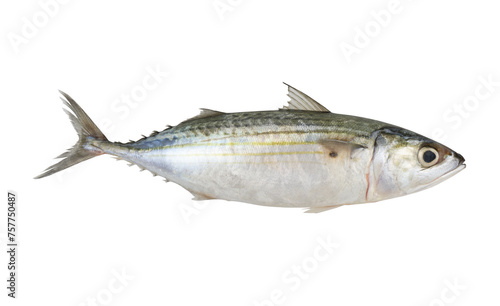 Raw mackerel isolated on white background, Rastrelliger kanagurta 