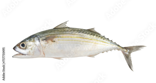 Indian mackerel isolated on white background, Rastrelliger kanagurta. 
