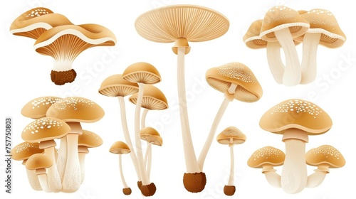 Mushrooms, honey fungi and shimeji. Natural vegetarian forest food plants shown in flat modern illustrations.