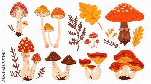 The autumn mushrooms set. Edible fungi. Gilled agarics, Lactarius resimus, chanterelle, and russula. Nature's food plants. Botanical flat modern illustration on white.